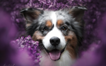 Картинка животные собаки портрет собака боке настроение улыбка цветы радость морда взгляд