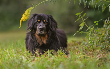 Картинка животные собаки собака взгляд трава