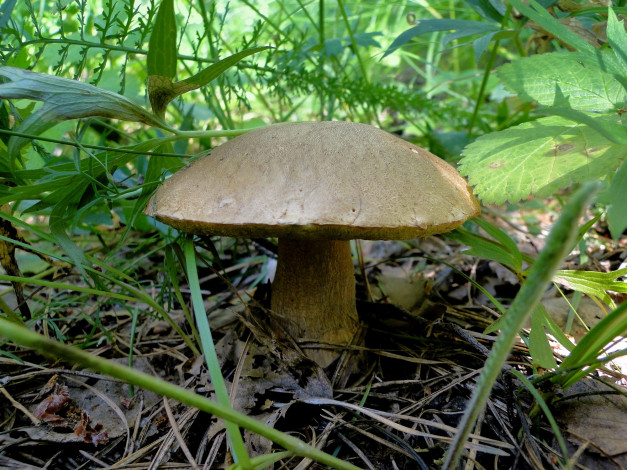Обои картинки фото природа, грибы, беляк, белый, гриб, нагорное, лето, лес