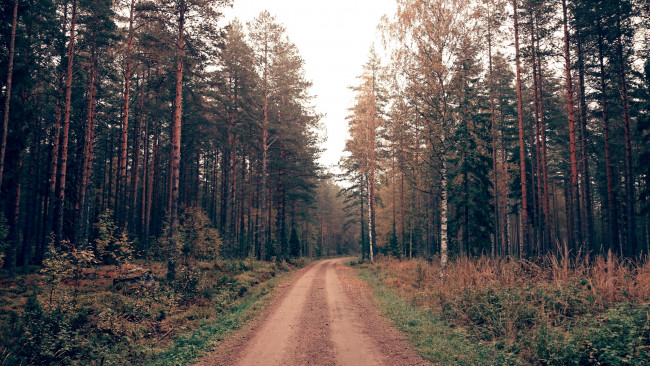 Обои картинки фото природа, дороги, деревья, дорога, грунтовая, лес