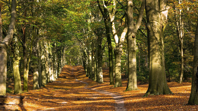 Обои картинки фото природа, дороги, листопад, осень, лес, деревья, дорога