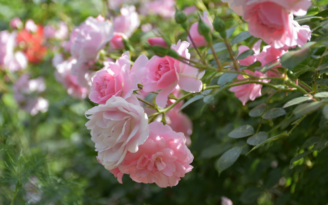 Обои картинки фото цветы, розы, боке, бутоны, розовый, куст