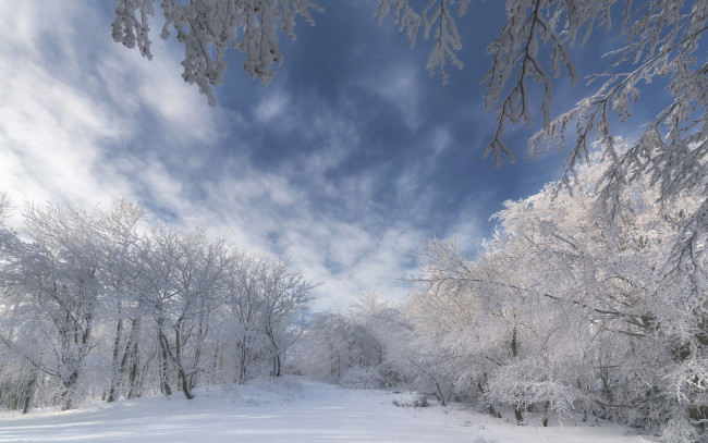 Обои картинки фото природа, зима, ветки, деревья, снег, небо