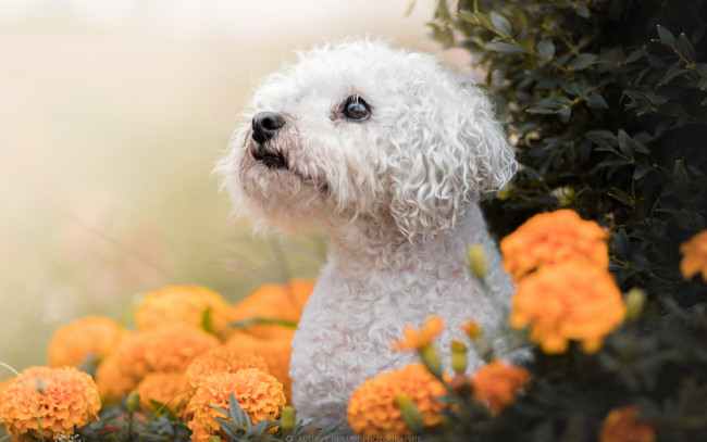 Обои картинки фото животные, собаки, морда, бархатцы, собака, взгляд, цветы