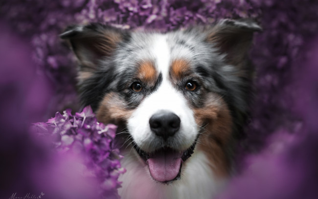 Обои картинки фото животные, собаки, портрет, собака, боке, настроение, улыбка, цветы, радость, морда, взгляд