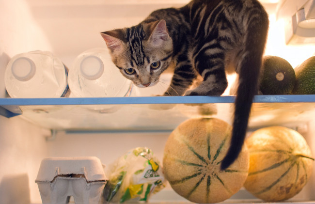 Обои картинки фото животные, коты, продукты, проказник, котёнок, холодильник, кошка