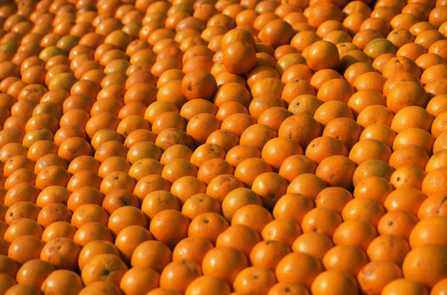Обои картинки фото еда, цитрусы, урожай, апельсины, много, оранжевый