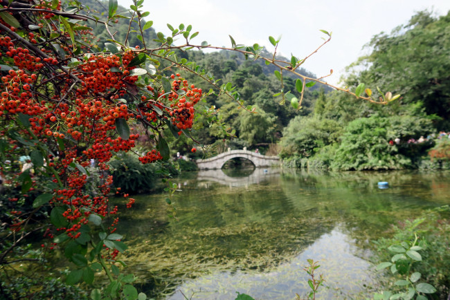 Обои картинки фото природа, парк, мостик, рябина, сад, японский