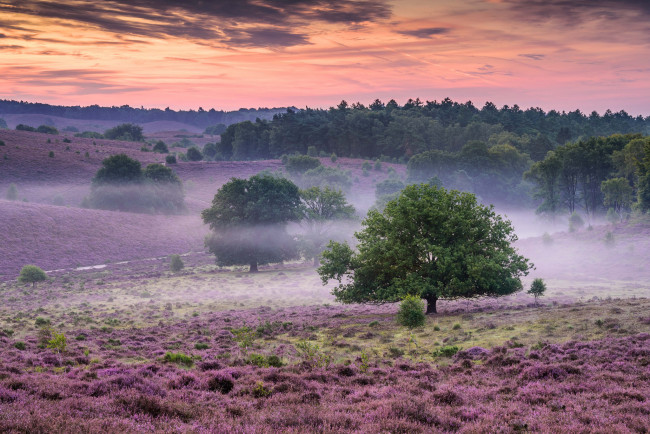 Обои картинки фото природа, пейзажи, утро, деревья, туман