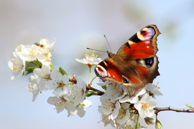 Обои картинки фото животные, бабочки,  мотыльки,  моли, весна, бабочка, цветение, павлиний, глаз, май, красота