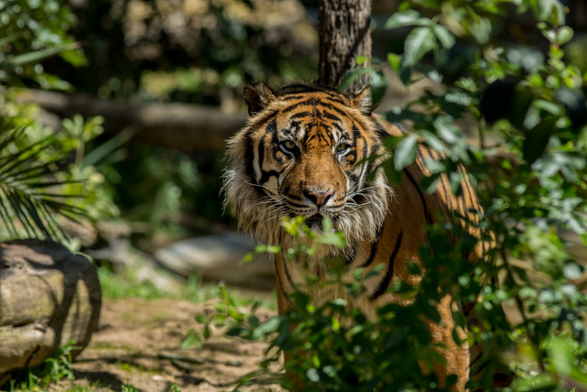 Обои картинки фото животные, тигры, лиссабон, зоопарк, португалия