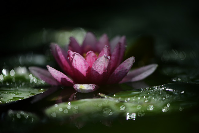 Обои картинки фото цветы, лилии водяные,  нимфеи,  кувшинки, природа, макро, нимфея, водяная, лилия, капли, дождя, боке