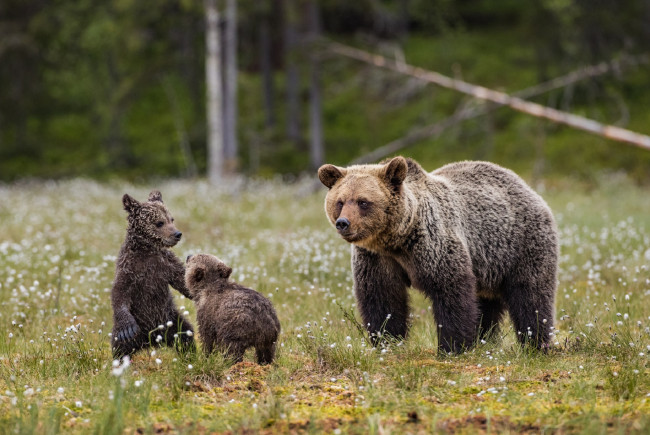 Обои картинки фото животные, медведи, мишки, мама, дети, поле, лес, луг, природа