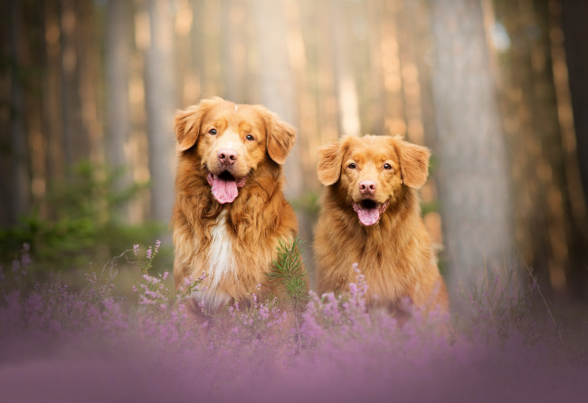 Обои картинки фото животные, собаки, две, боке, вереск, пара, лес