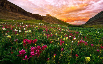 Картинка природа луга горы лето луг цветы