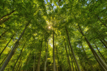 Картинка природа лес зелень лето солнце лучи свет деревья стволы листва