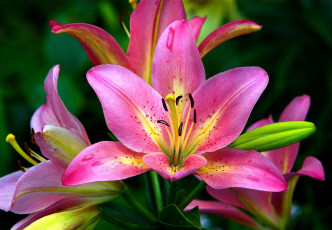 Картинка цветы лилии лилейники яркий розовый