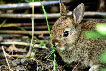 Картинка животные кролики зайцы обед серый маленький