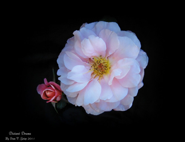 Обои картинки фото цветы, розы, бутон, тёмный