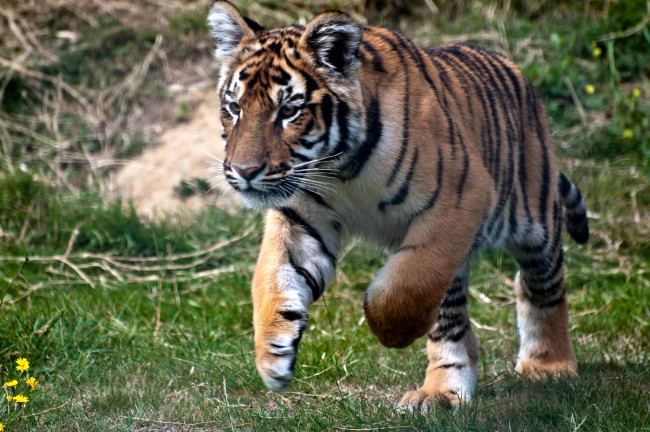 Обои картинки фото животные, тигры, хищник, бег, полосатый