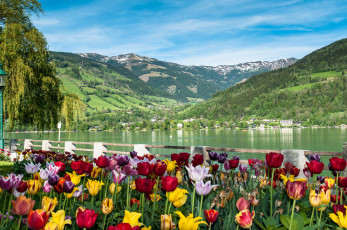 Картинка природа пейзажи тюльпаны