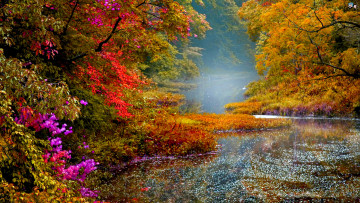 Картинка природа реки озера река блики листува деревья осень