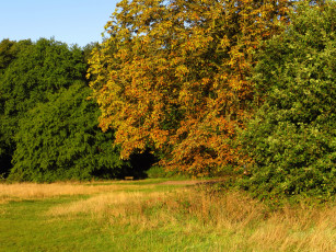 Картинка лондон парк хэмпстед хит природа осень деревья лужайка