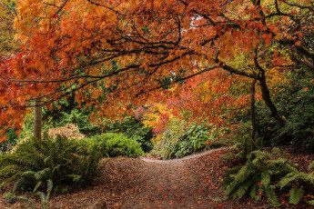 Картинка washington park arboretum seattle природа парк сиэтл папоротник листья деревья тропмнка осень кусты дендрарий штата вашингтон