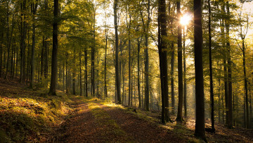 Картинка природа дороги лучи дорога лес