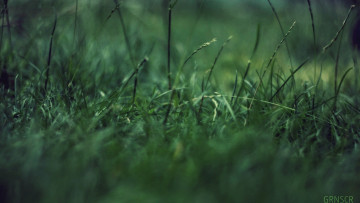 Картинка природа макро зелень трава