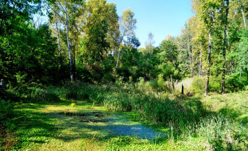 Картинка природа лес осока тина трава болотце