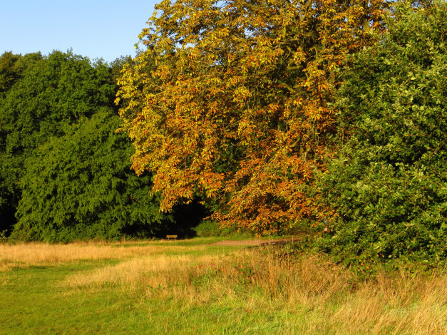 Обои картинки фото лондон, парк, хэмпстед, хит, природа, осень, деревья, лужайка