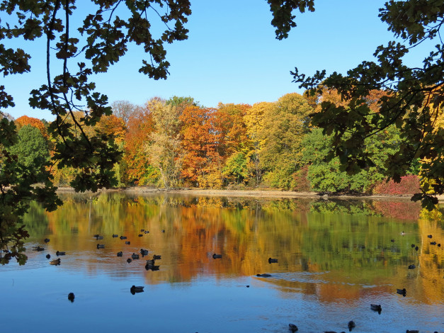 Обои картинки фото природа, реки, озера, осень, лес, река, саксония, германия