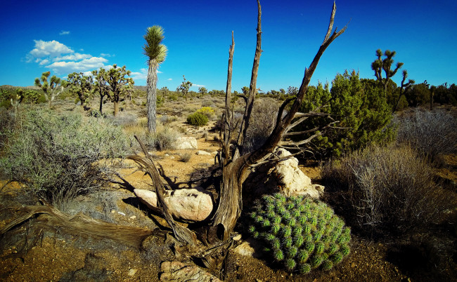 Обои картинки фото joshua, tree, national, park, природа, пустыни, пустыня, деревья, кактусы, кусты, трава