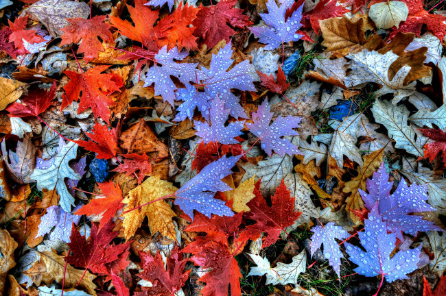 Обои картинки фото природа, листья, капли, осень