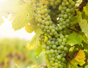 Картинка природа Ягоды +виноград виноград гроздья