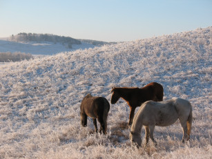 Картинка животные лошади снег зима сопка казахстан степь лошадь табун выгон пастбище кокшетау мороз