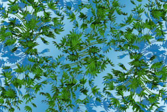 Картинка разное компьютерный+дизайн небо вода тень ветки зелень листья