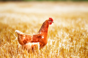 Картинка животные куры +петухи рыжая поле курица