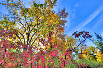 Картинка природа деревья осень листья кусты облака небо