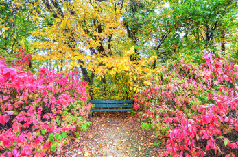 Картинка природа парк осень листья кусты деревья сад