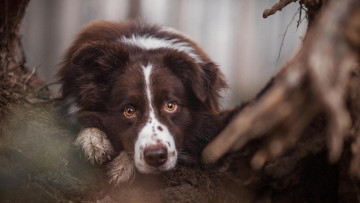Картинка животные собаки лес тропинка собака взгляд грязь охотничья