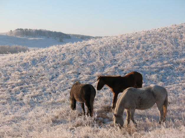 Обои картинки фото животные, лошади, снег, зима, сопка, казахстан, степь, лошадь, табун, выгон, пастбище, кокшетау, мороз