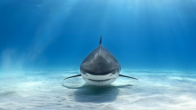 Обои картинки фото животные, акулы, дно, вода, песок, море, акула