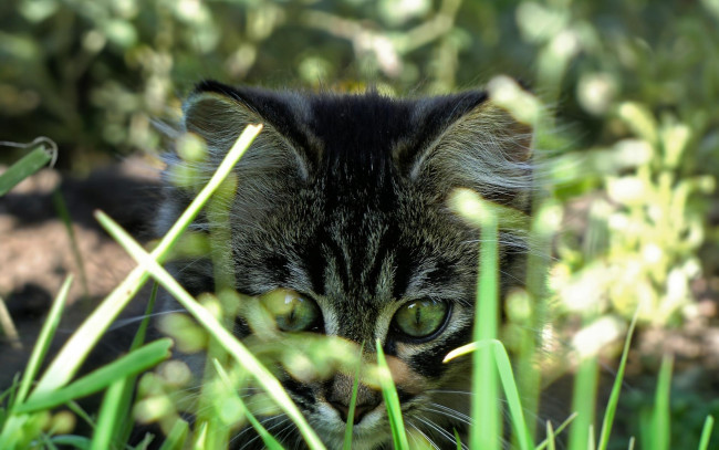 Обои картинки фото животные, коты, котенок, глаза, трава, серый, полосатый