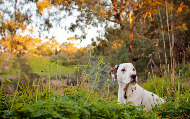 Обои картинки фото животные, собаки, river, dog, dalmatian