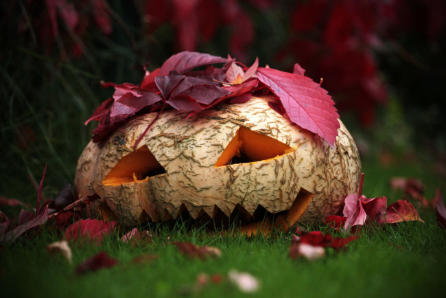 Обои картинки фото праздничные, хэллоуин, голова, овощ, плод, тыква, листья, трава, природа, осень, halloween, праздник