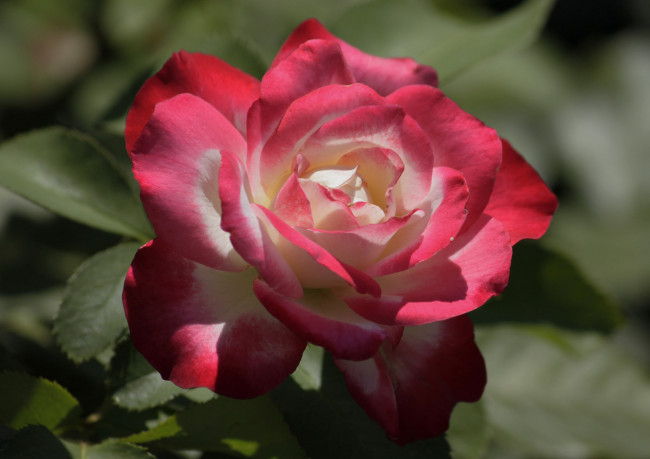 Обои картинки фото цветы, розы, роза, розовая, листья, цветение, лепестки