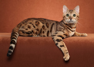 Картинка животные коты млекопитающее животное фон порода