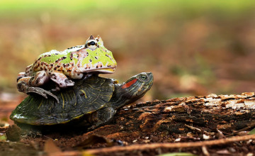 Картинка животные разные+вместе черепаха лягушка наездница бревно